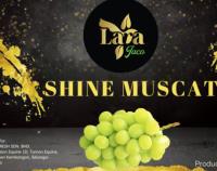 Shine Muscat